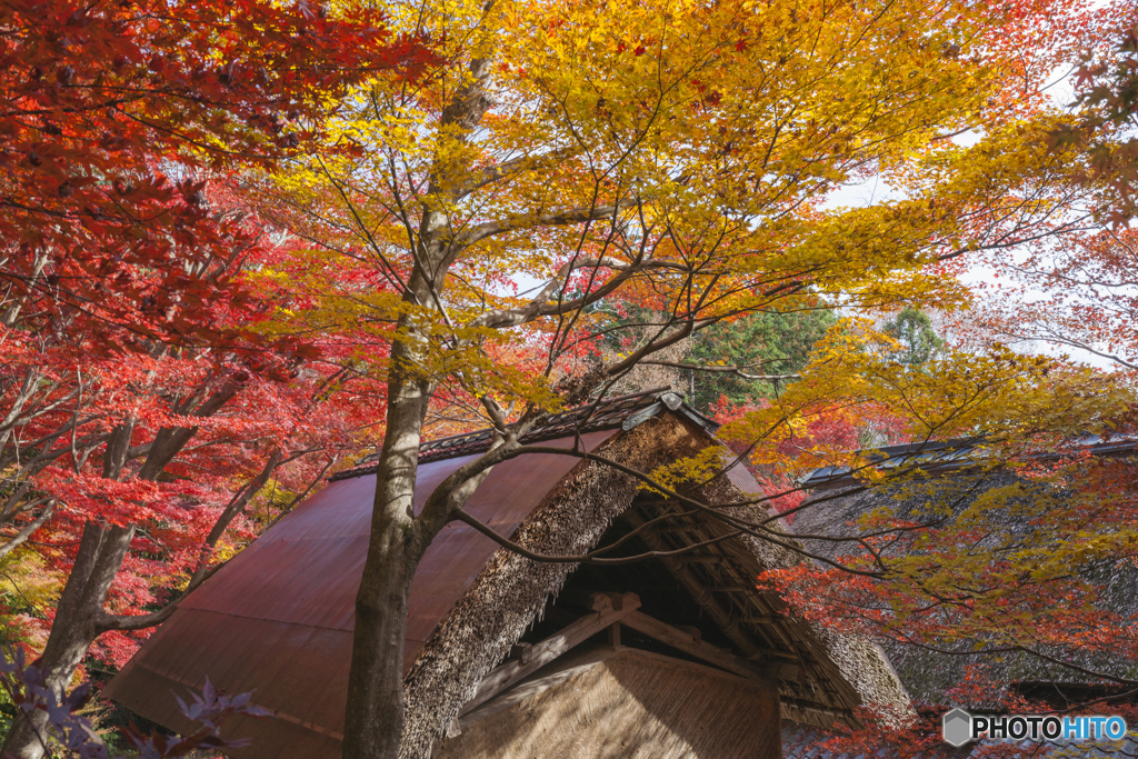 初めての紅葉撮影