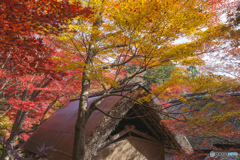初めての紅葉撮影