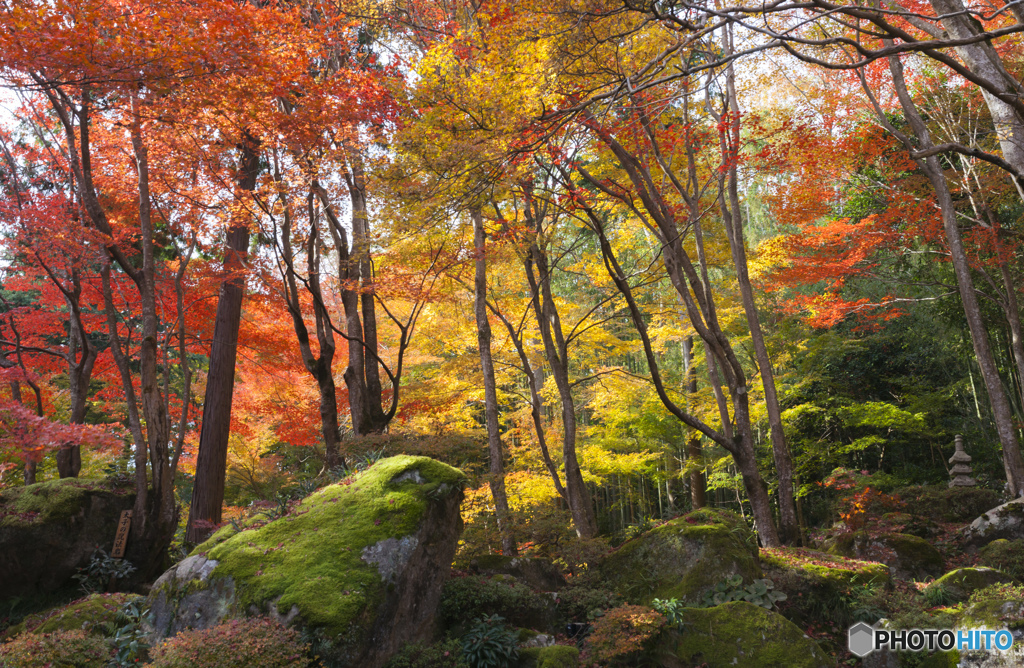 初めての紅葉撮影