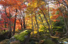 初めての紅葉撮影