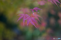 初めての紅葉撮影