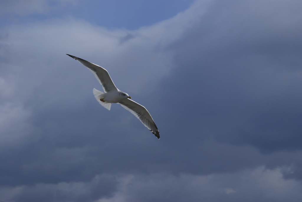 フライ•トゥ•ザ•スカイ