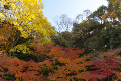 『紅葉』徳川園