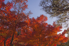 『紅葉』徳川園