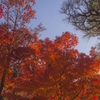 『紅葉』徳川園