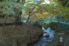 『紅葉』徳川園