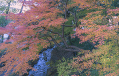 『紅葉』徳川園