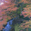 『紅葉』徳川園