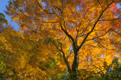 『紅葉』徳川園