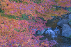 『紅葉』徳川園