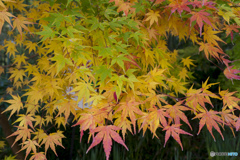 初めての紅葉撮影