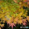 初めての紅葉撮影