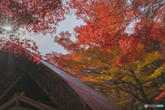 初めての紅葉撮影