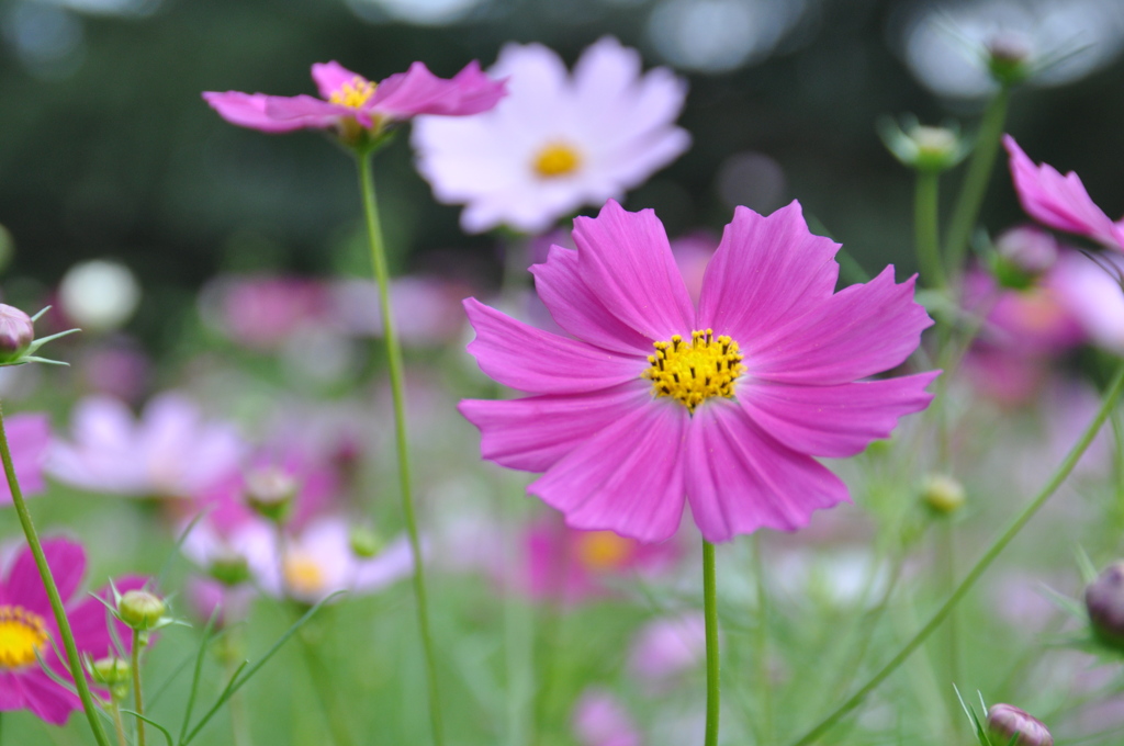 コスモスの花