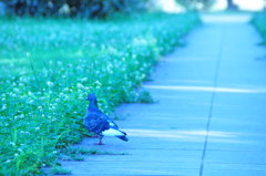 はと