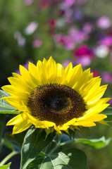 大輪の花