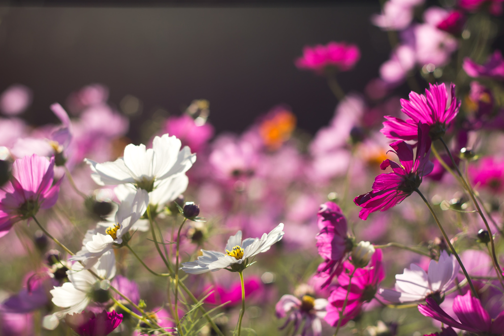 秋桜