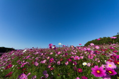 満開の秋桜
