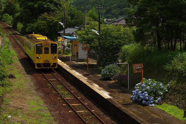 紫陽花の咲く駅