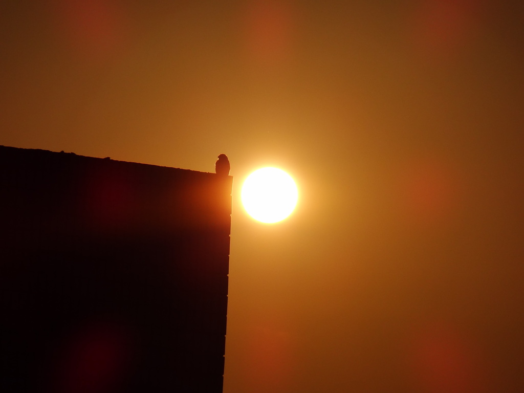 DSC03516