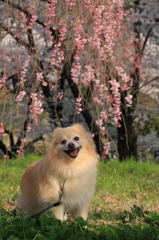 うれしい！たのしい！大好き！