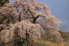 大蔵寺の夫婦桜　Ⅰ