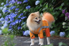 どーも　ボク　「たまお」で～シ。　　☆紫陽花バージョン☆