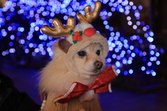 どーも　ボク　「たまお」で～シ。　　☆トナカイバージョン☆