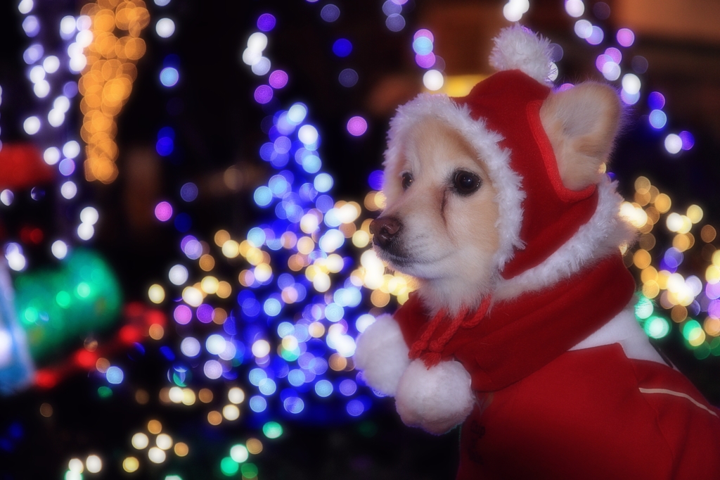 どーも　ボク　「たまお」で～シ。　　　　　       ☆クリスマスバージョン☆