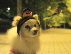 どーも　ボク　「たまお」で～シ。　　☆ハロウィンバージョン☆