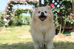 どーも　ボク　「たまお」で～シ。　　☆ローズガーデンバージョン☆