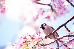 桜と雀