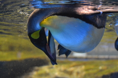 ペンギンさん