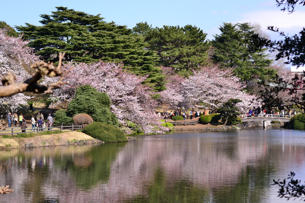 2つの桜