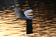 水面の夕日を浴びる水鳥