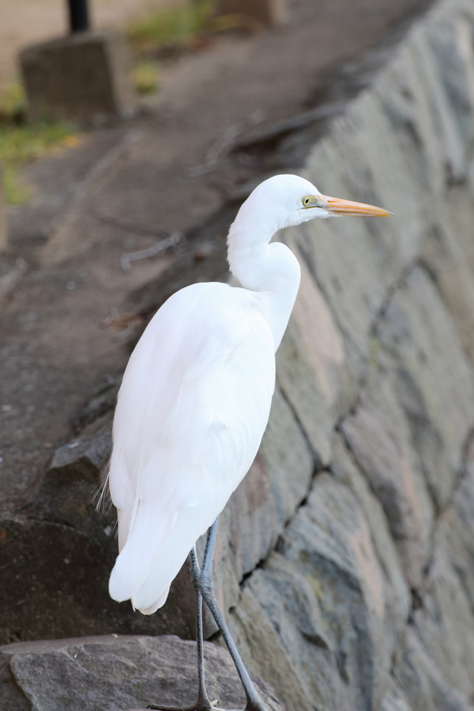 人なれして近づいてくる鳥