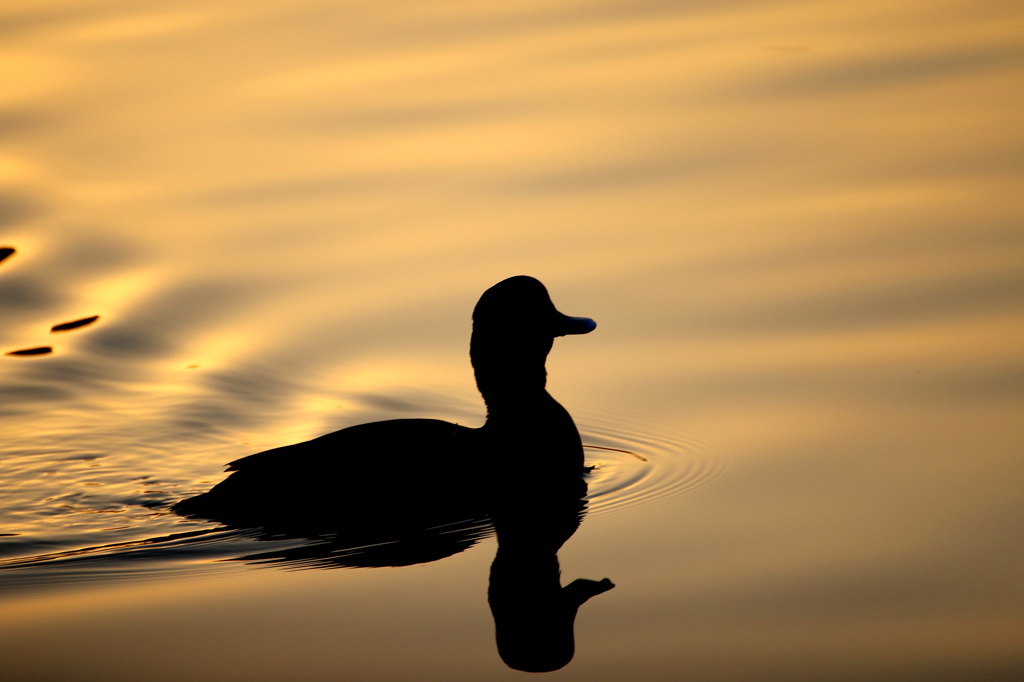 夕日に水鳥