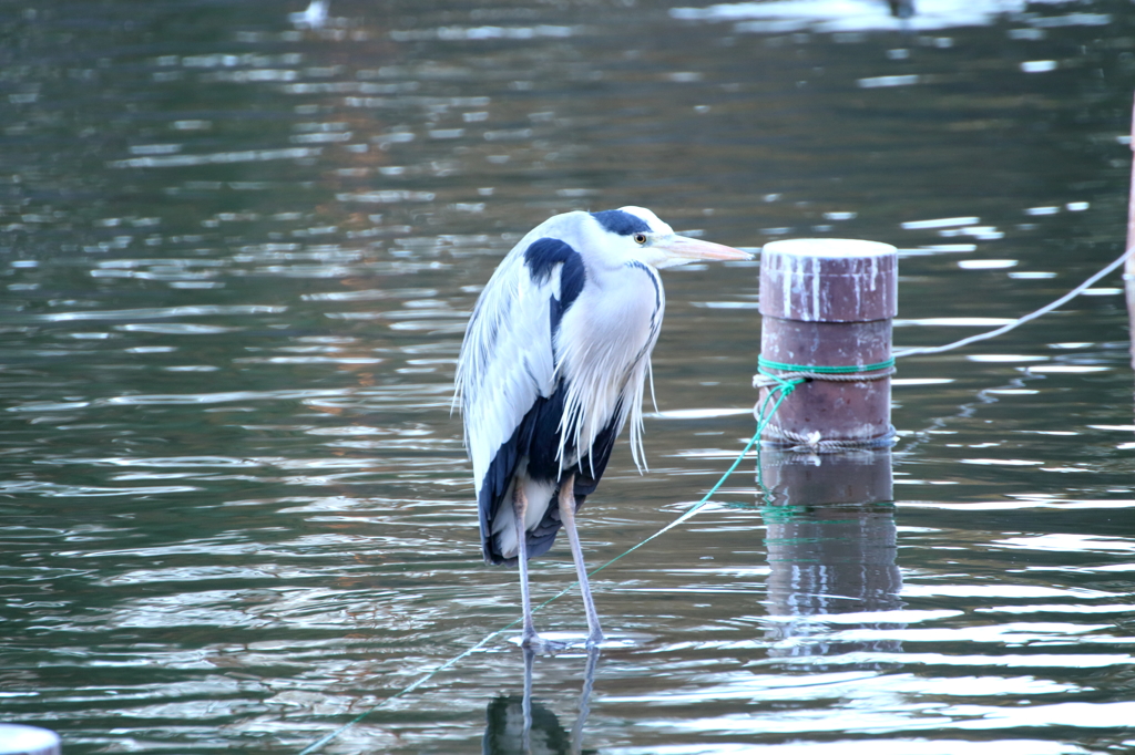 ボロボロ鳥