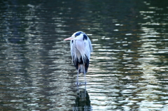 ボロボロ鳥