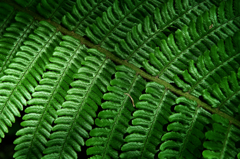 foliage