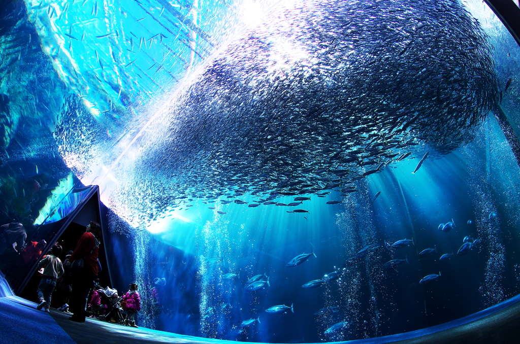 fish by fisheye.