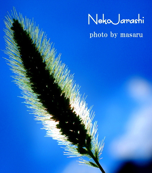 【NekoJarashi】