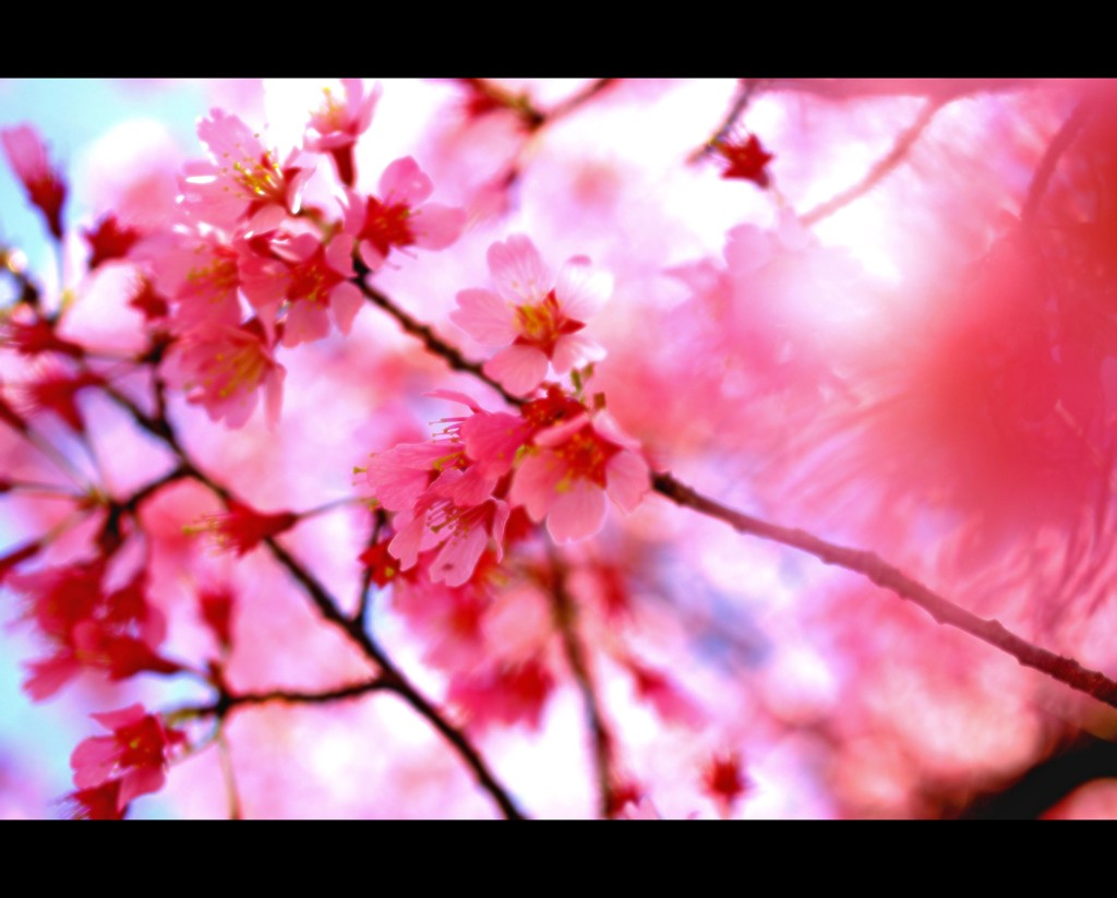 【桜咲く】