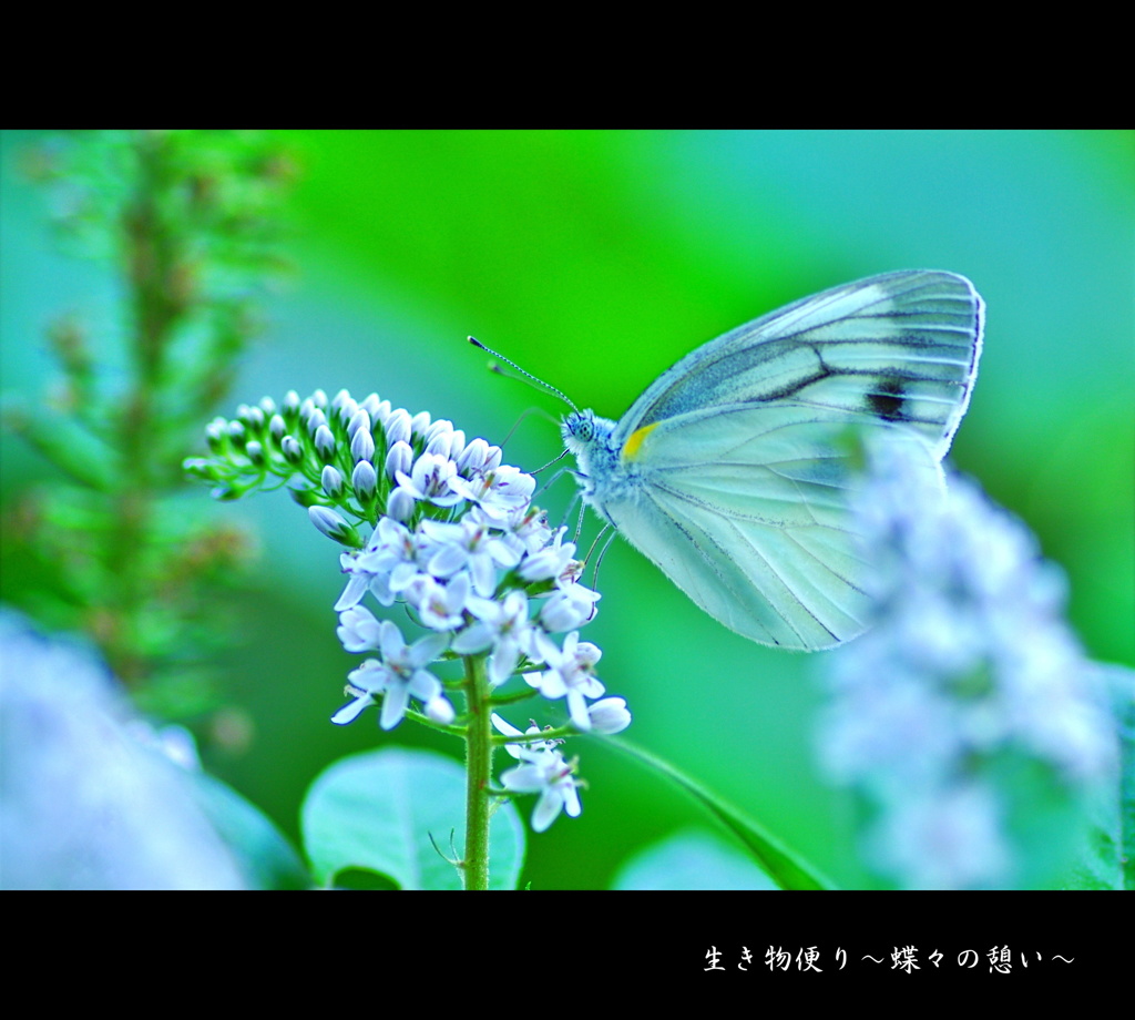 【生き物便り～蝶々の憩い～】