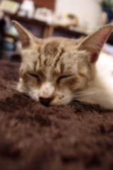 カエデ
