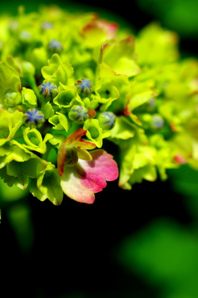 【紫陽花】