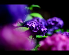 【紫陽花】