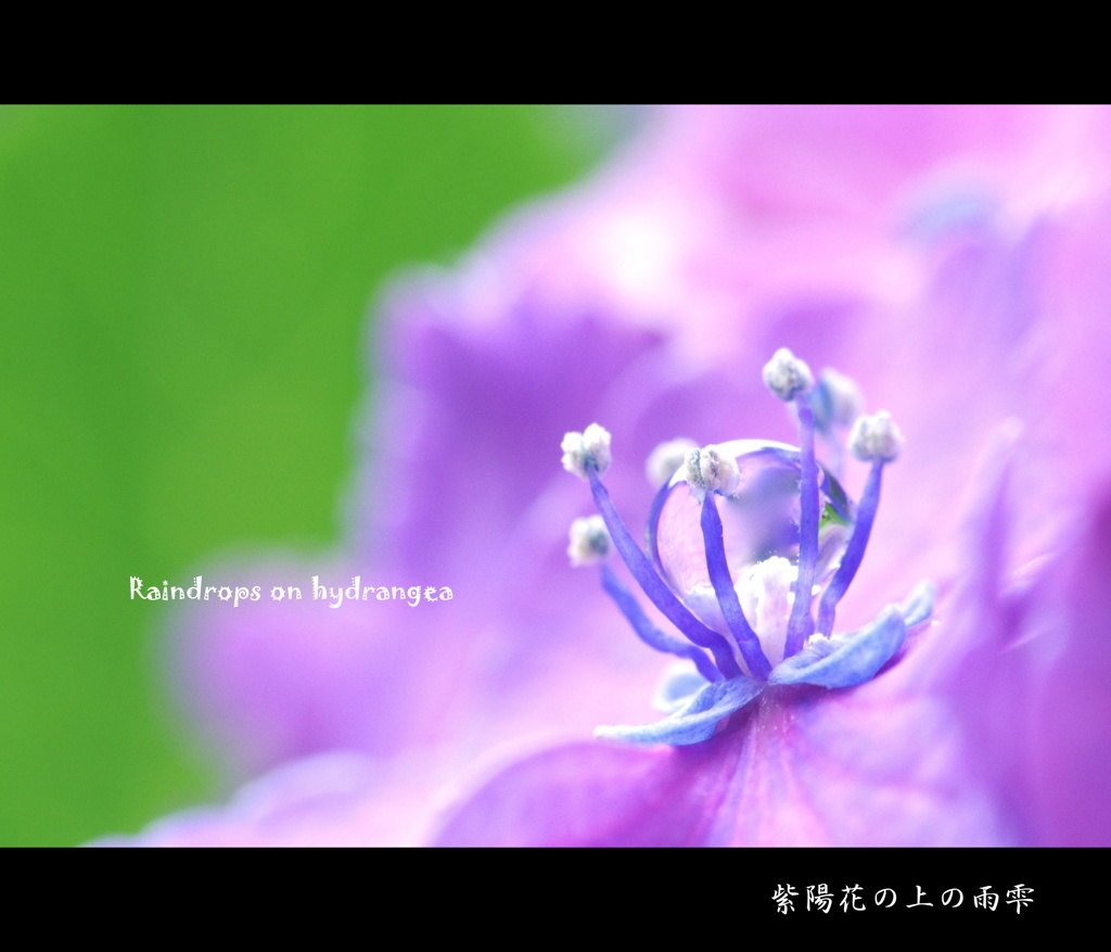 【紫陽花の上の雨雫】