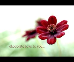 【chocolate love】