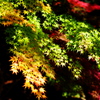 華麗なる紅葉